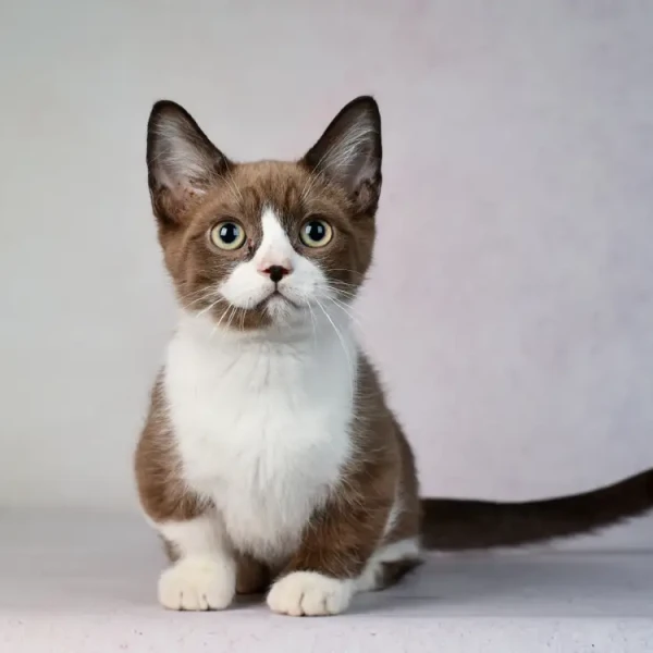 Munchkin-Cat 04