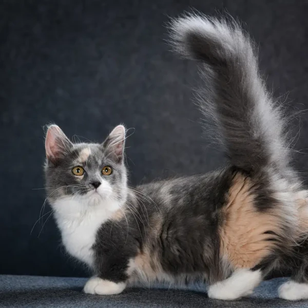 Munchkin-Cat 05