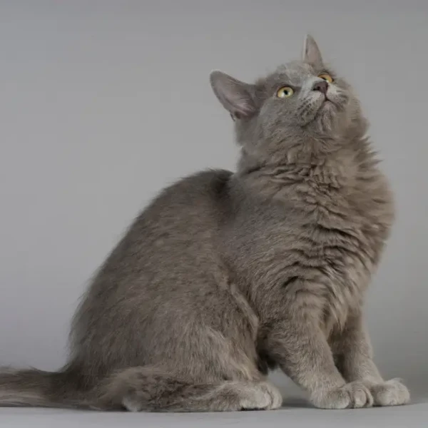 Nebelung 02