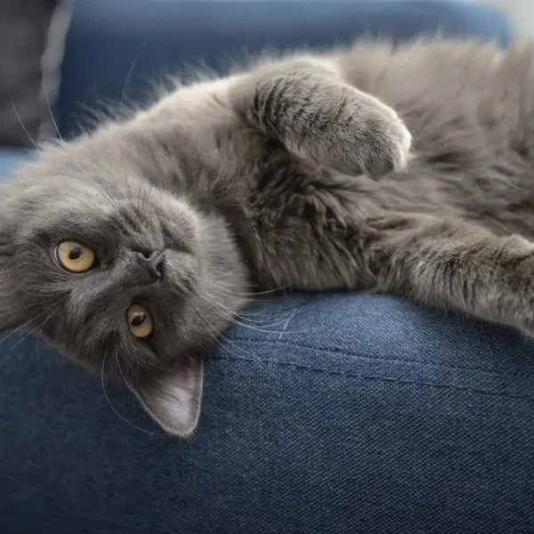 Nebelung 03