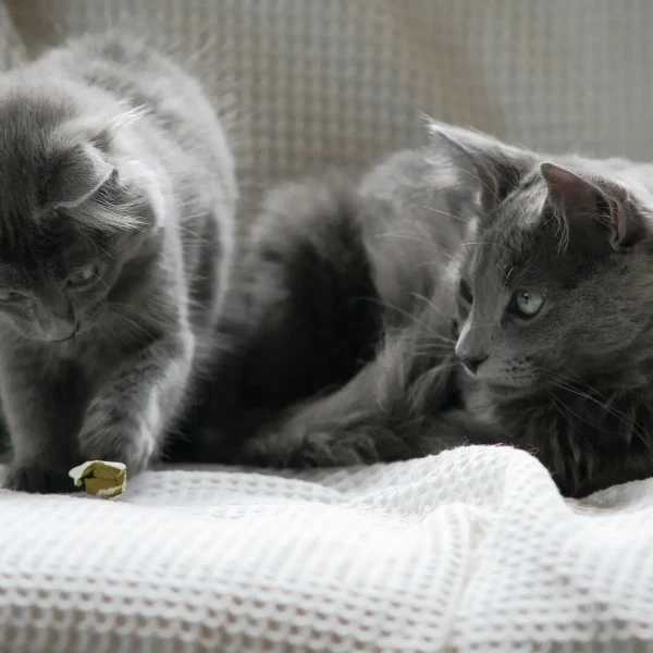 Nebelung 05