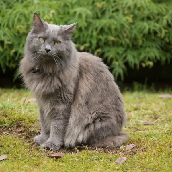 Nebelung 06