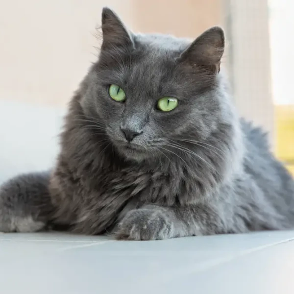 Nebelung 07
