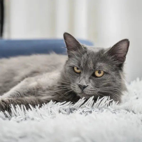 Nebelung 08