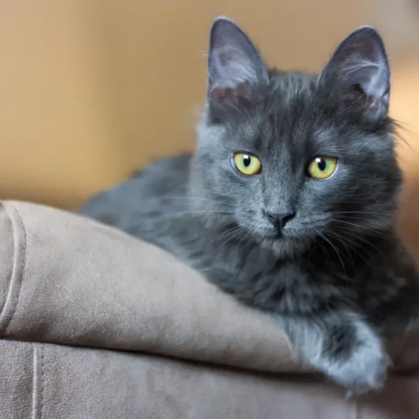 Nebelung 09