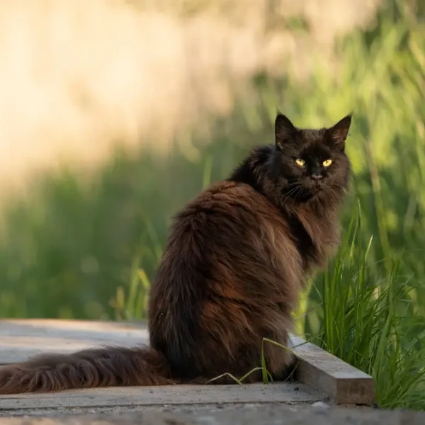 Norwegian-Forest-Cat 02
