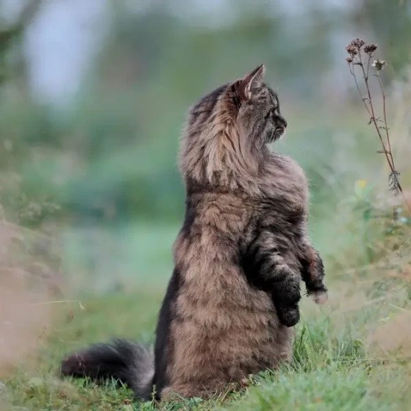 Norwegian-Forest-Cat 03