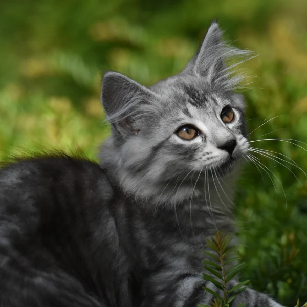 Norwegian-Forest-Cat 06