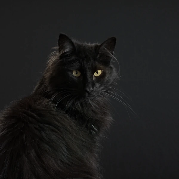 Norwegian-Forest-Cat 07