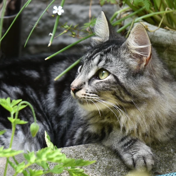 Norwegian-Forest-Cat 08