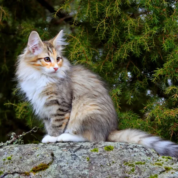 Norwegian-Forest-Cat 09