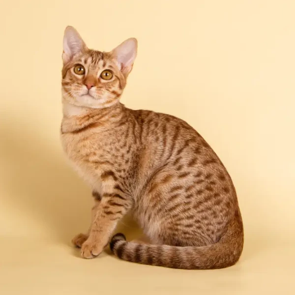 Ocicat 01