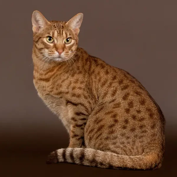 Ocicat 02