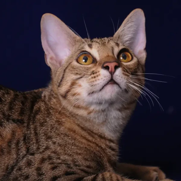 Ocicat 03