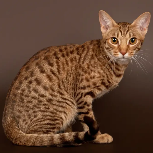 Ocicat 05