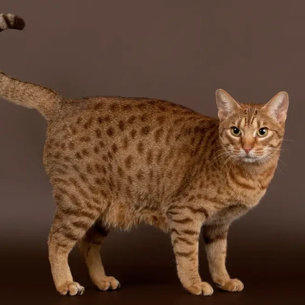 Ocicat 07