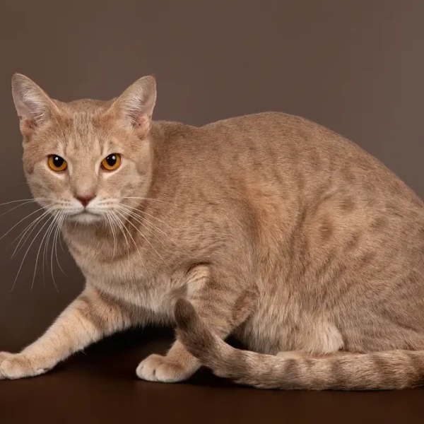 Ocicat 08