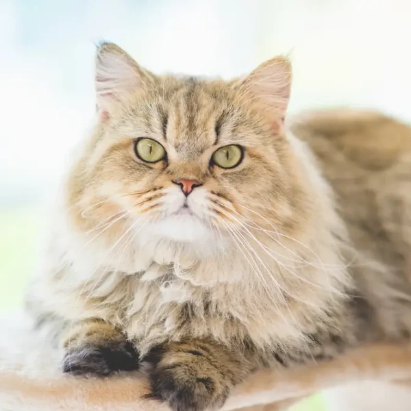Persian-Cat 01