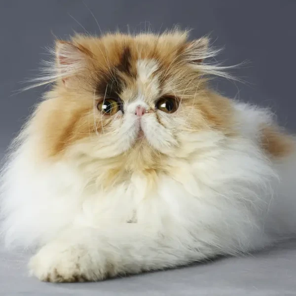 Persian-Cat 02