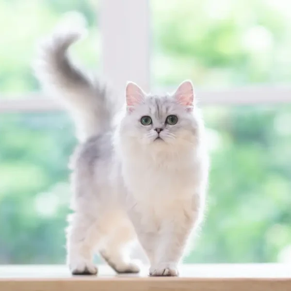 Persian-Cat 03