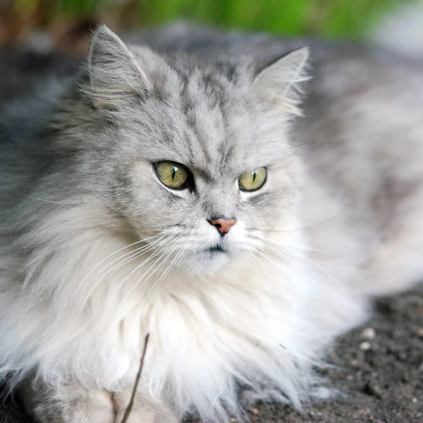 Persian-Cat 06