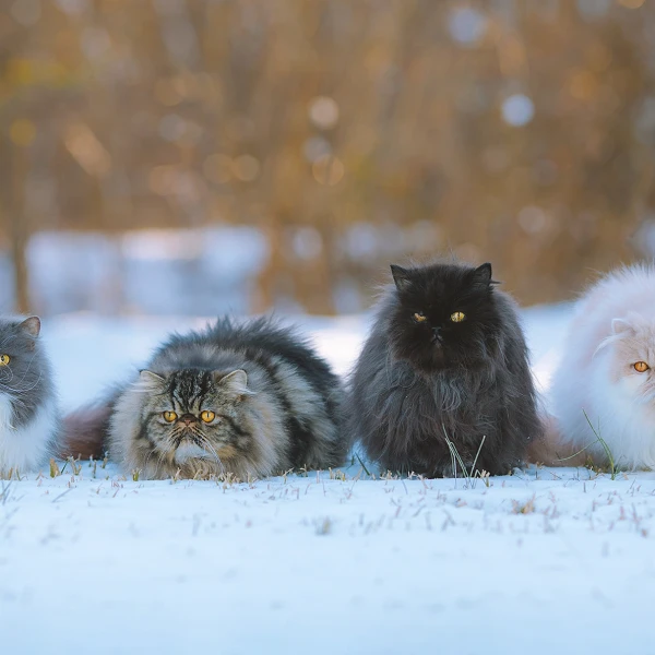 Persian-Cat 07