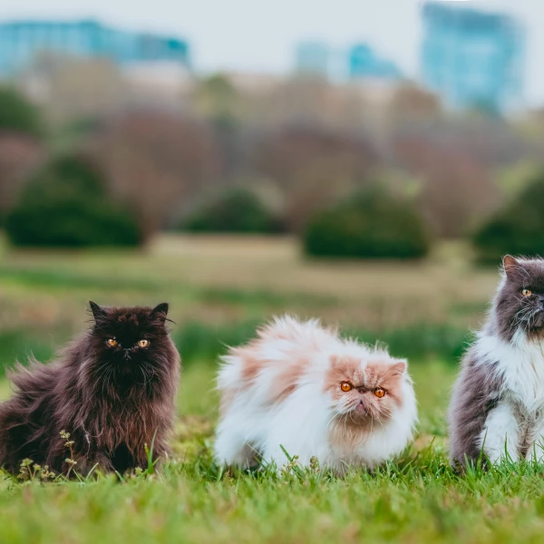 Persian-Cat 08