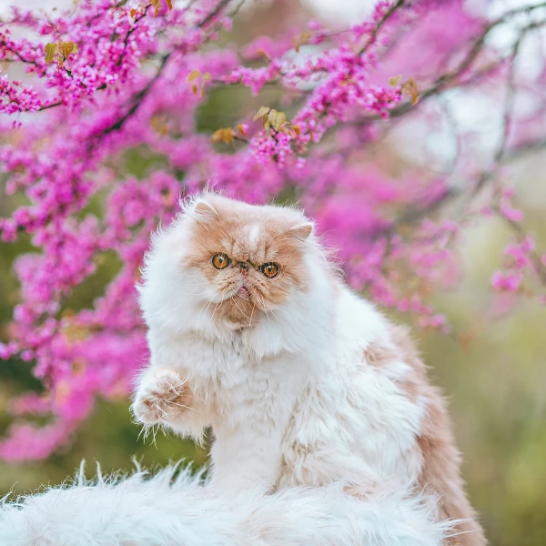 Persian-Cat 09