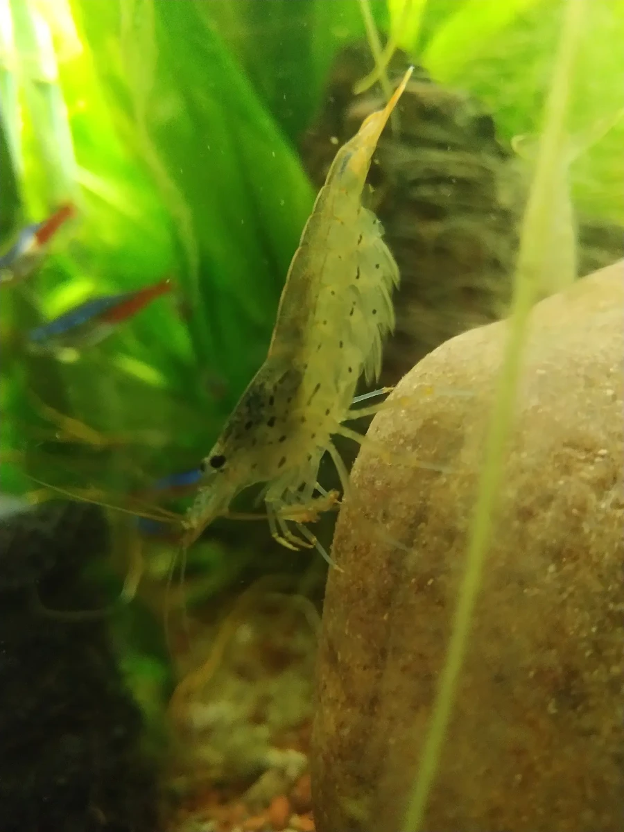 Crevette Amano