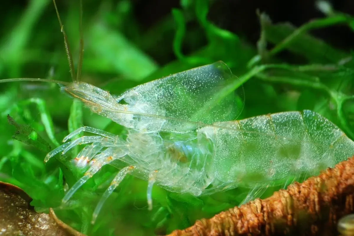 Crevette Amano
