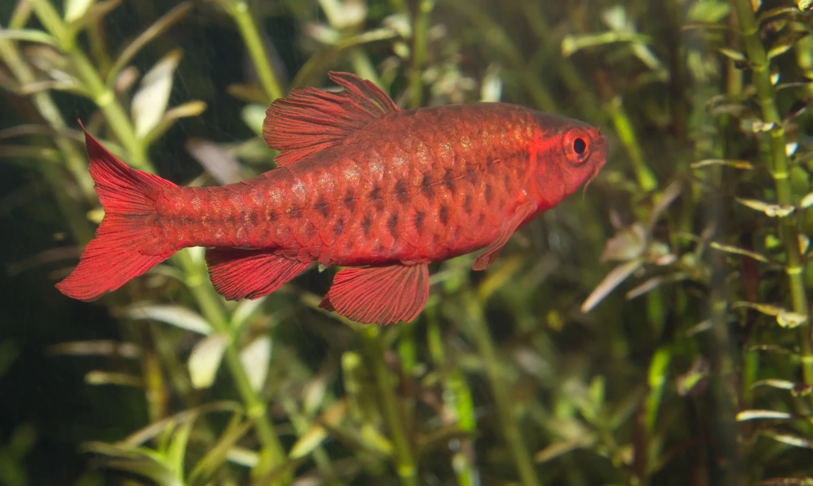 Barbus cerise