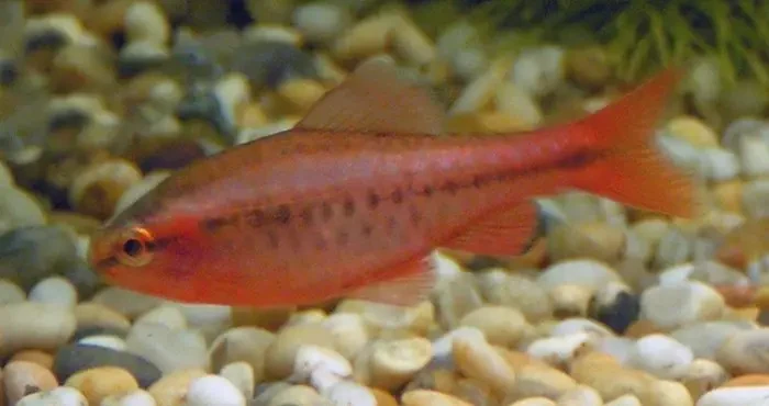 Barbus cerise