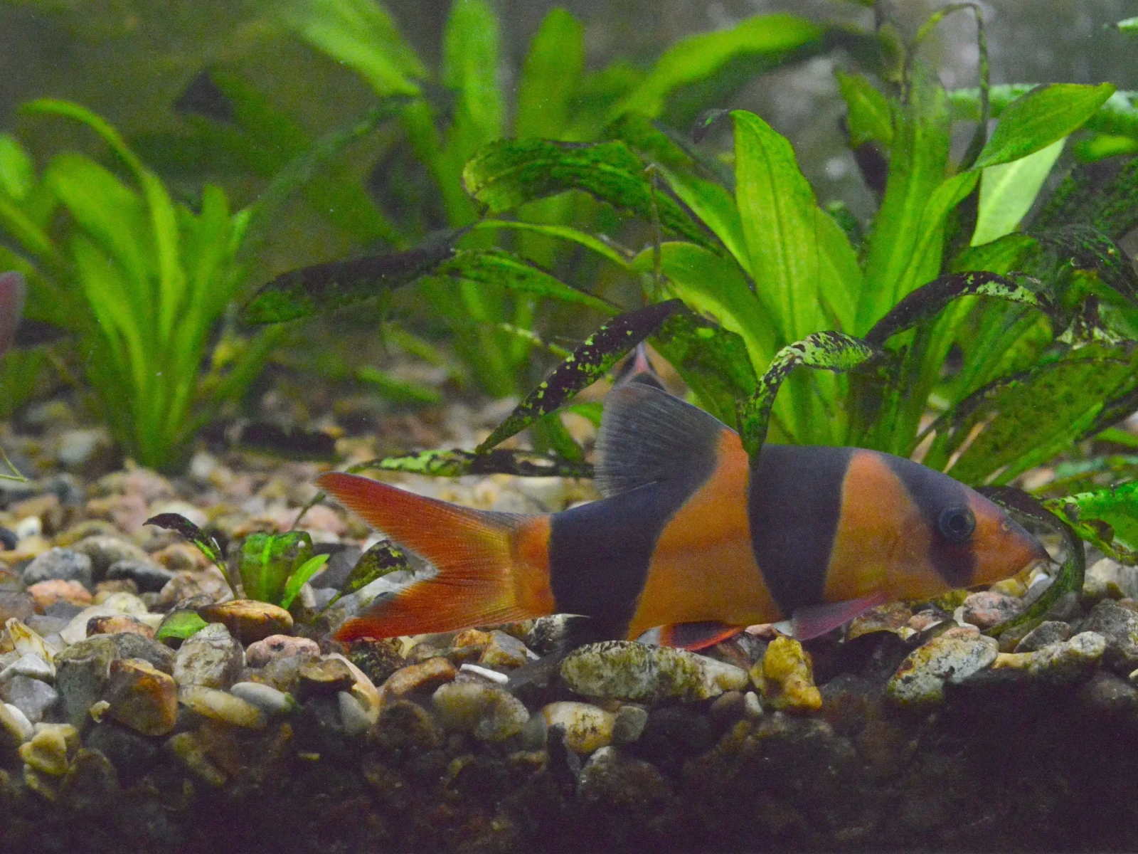 Clown-Loach 02
