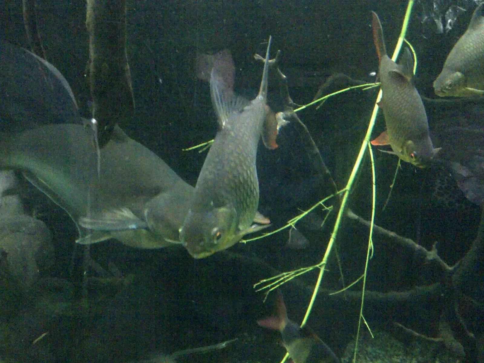 Clown-Loach 03