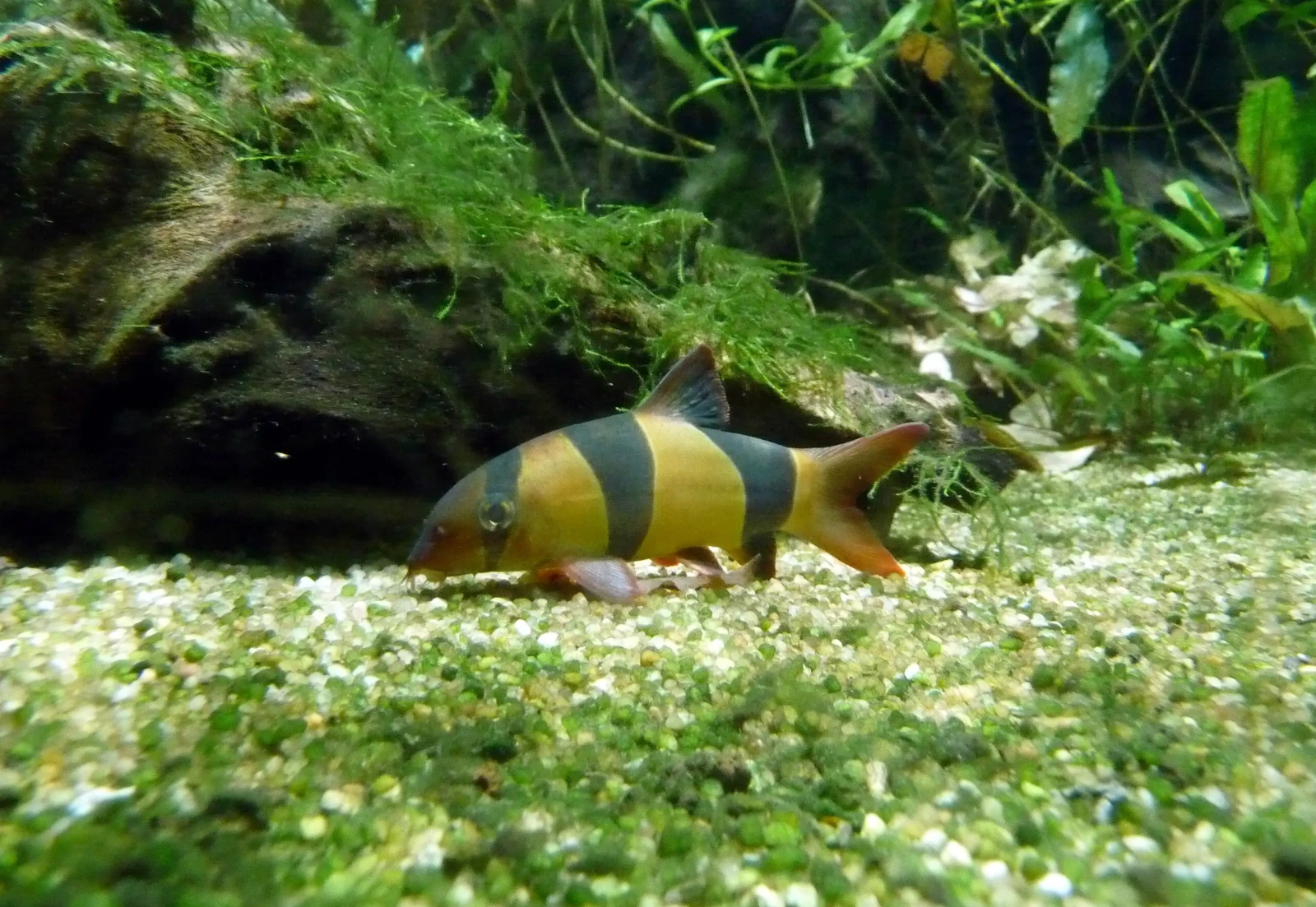 Clown-Loach 04