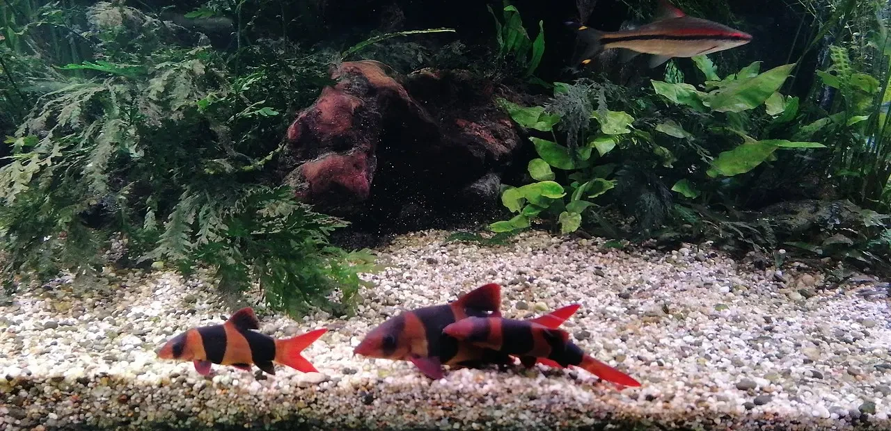 Clown-Loach 05