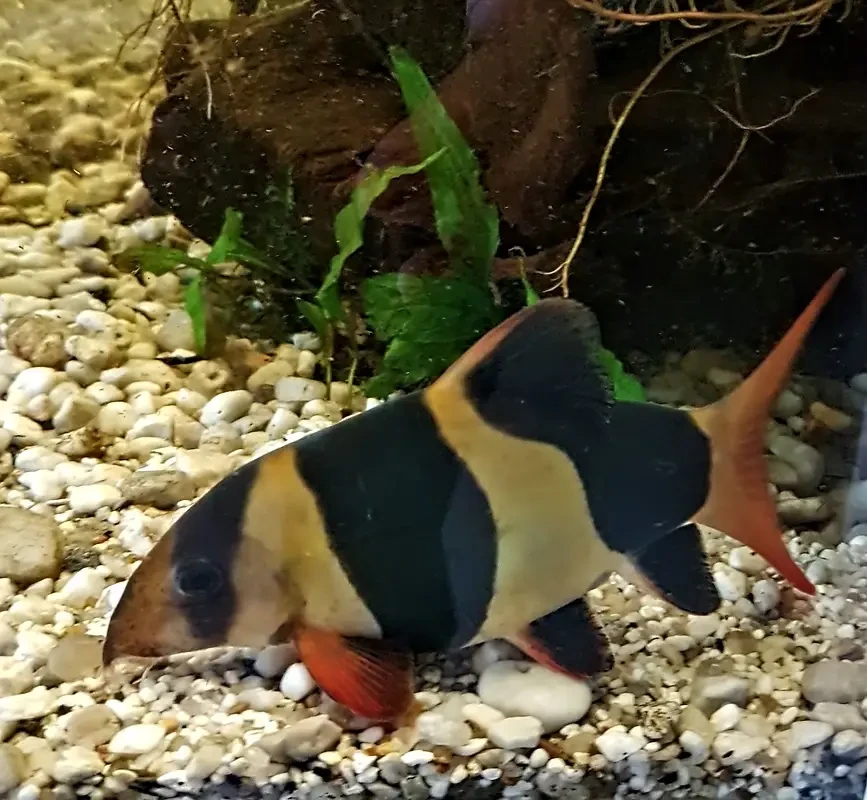 Clown-Loach 06