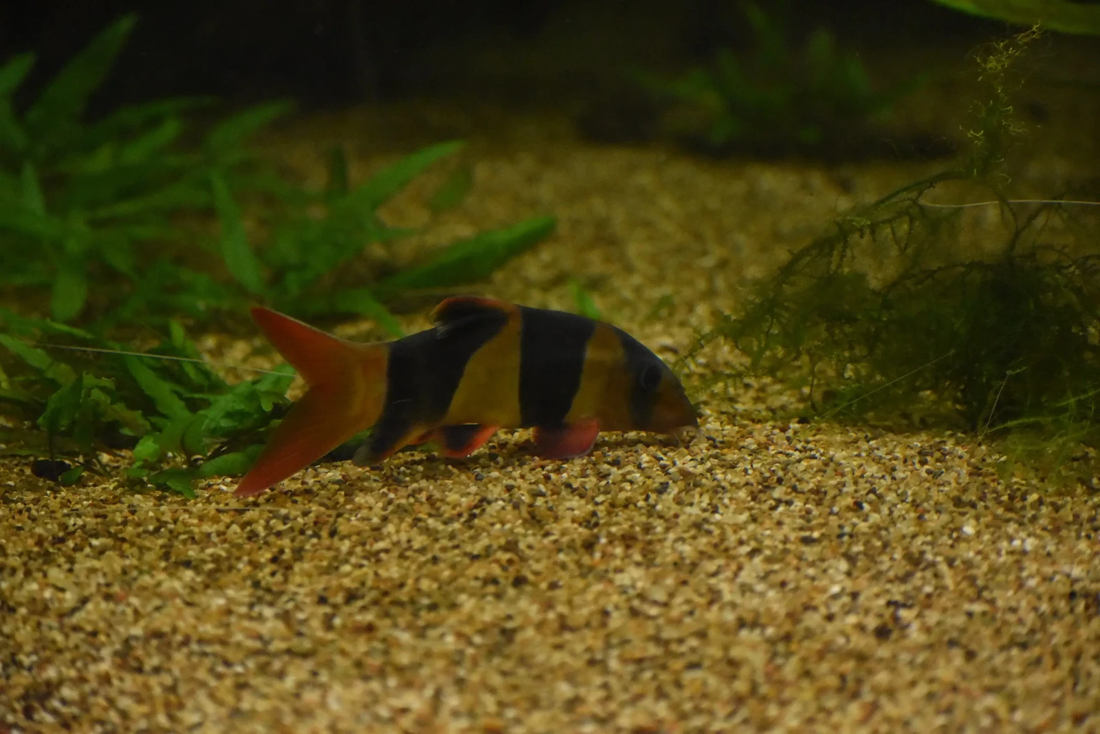 Clown-Loach 07