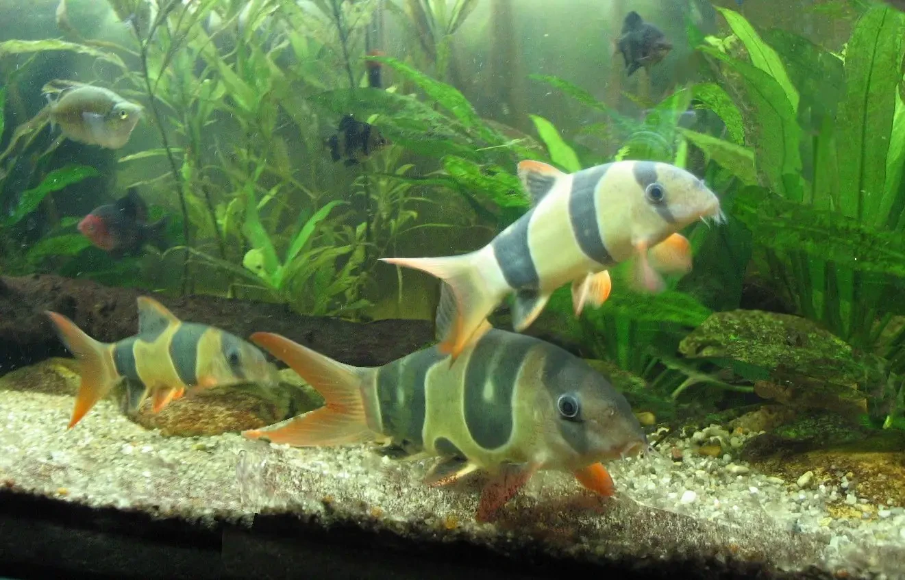 Clown-Loach 08