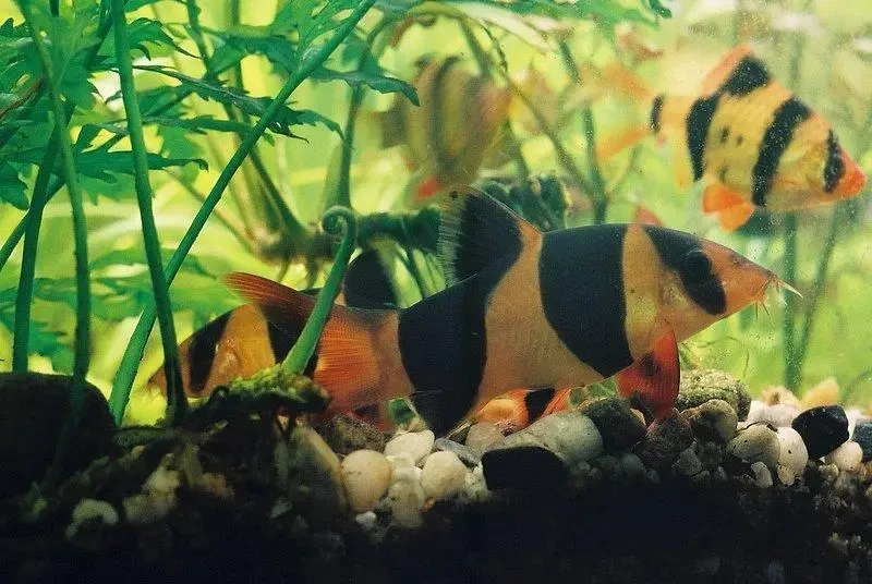 Clown-Loach 09