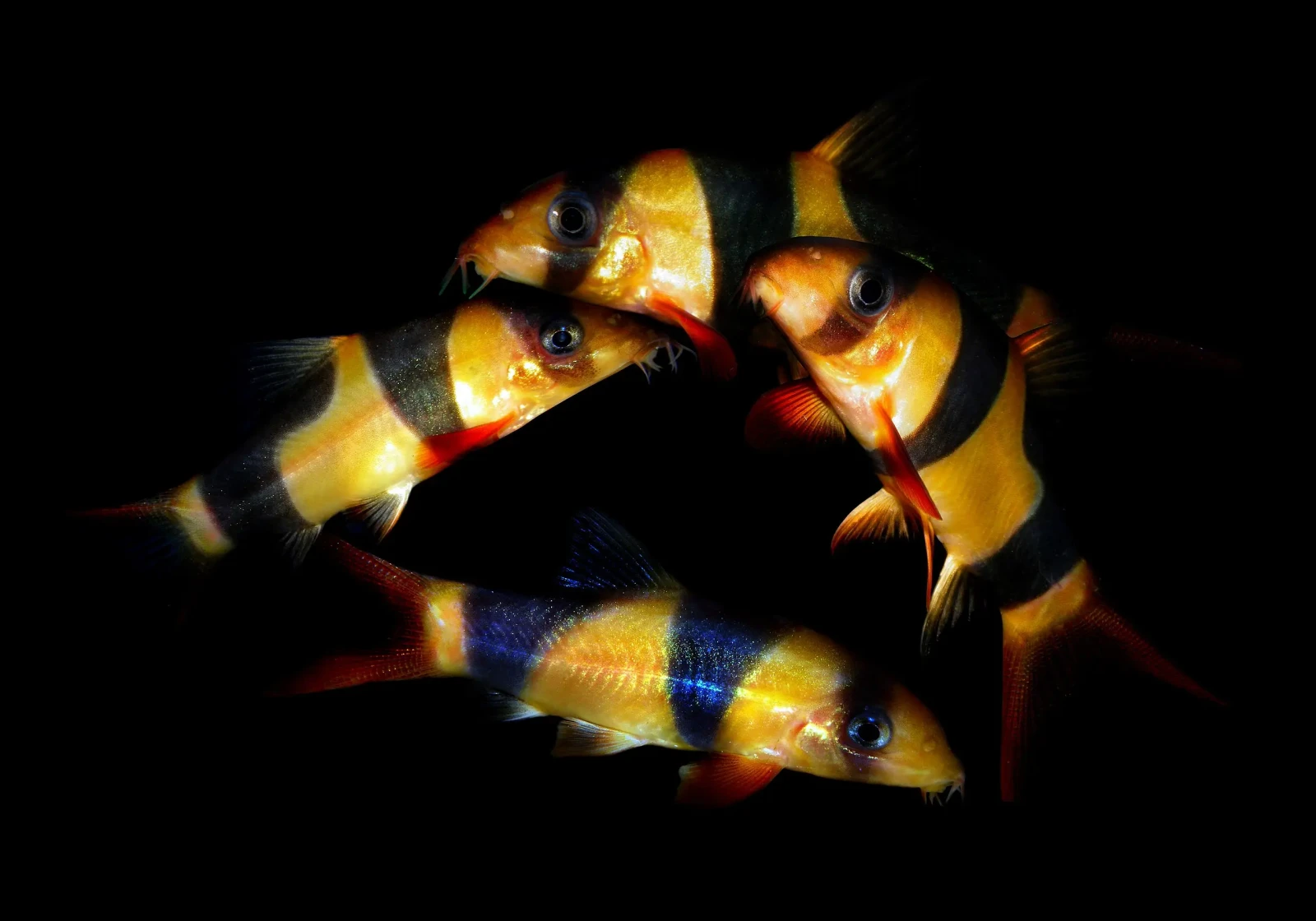 Clown-Loach 10