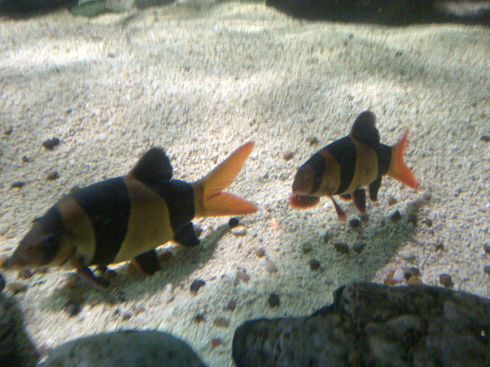 Clown-Loach 11