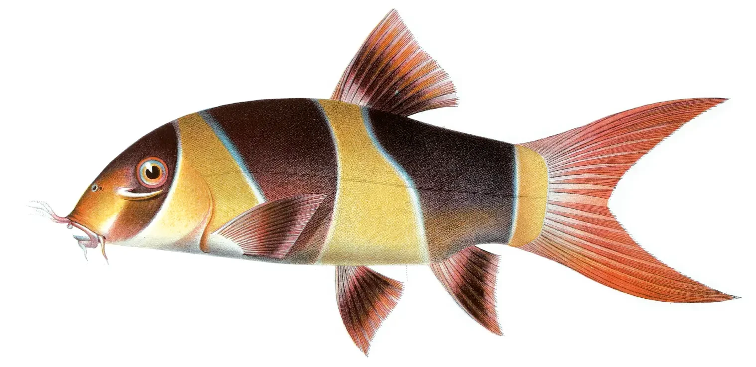 Clown-Loach 12