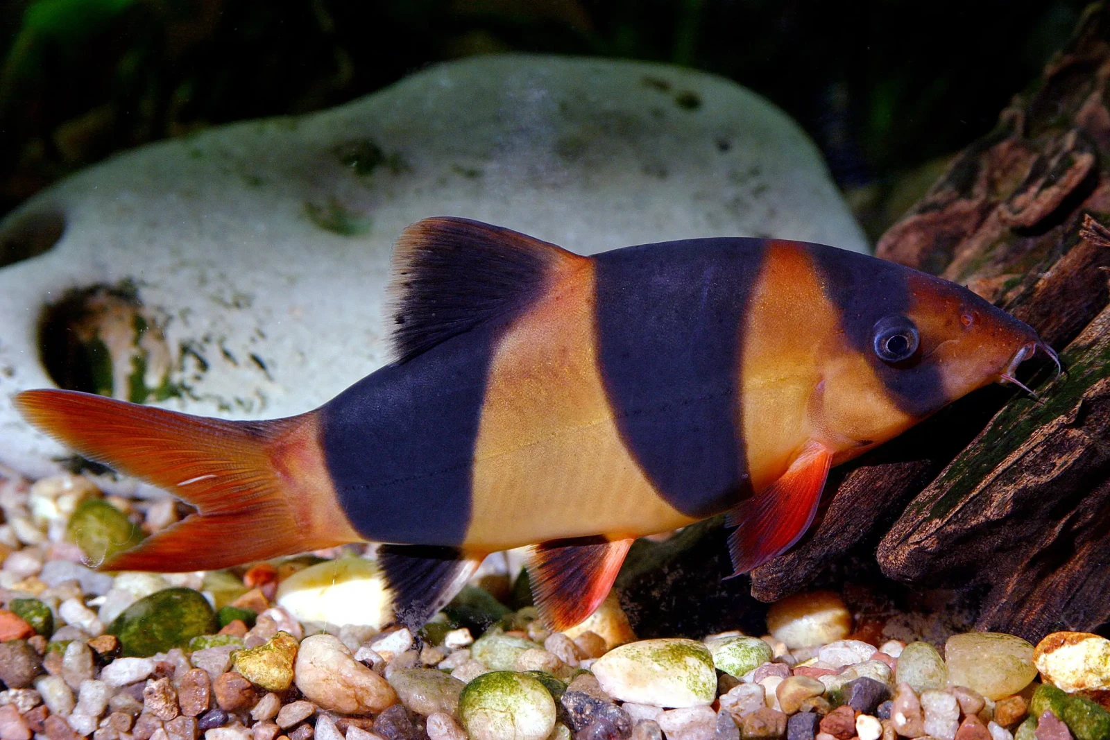 Clown-Loach 13