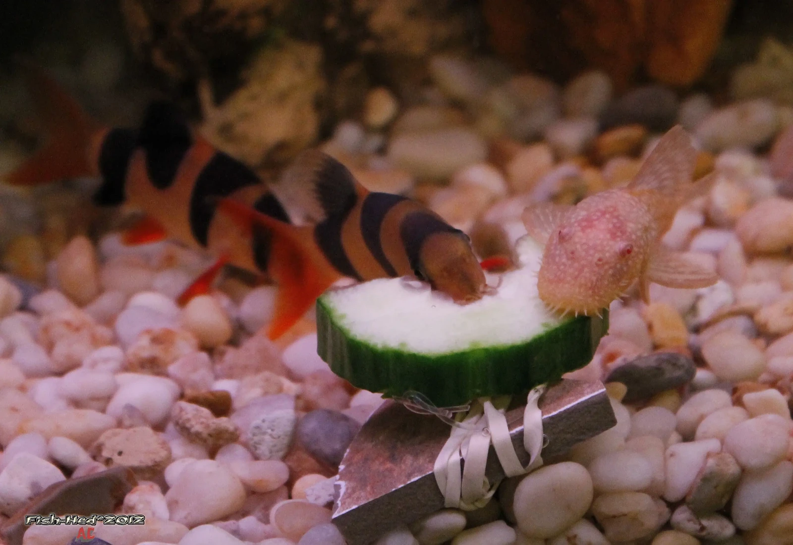 Clown-Loach 14