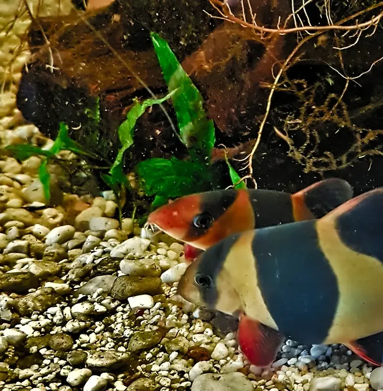 Clown-Loach 15