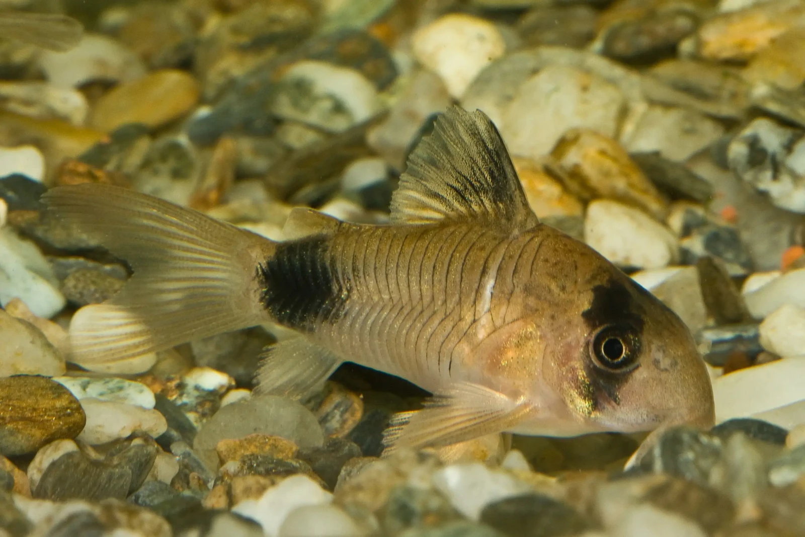 Corydoras-Panda 02