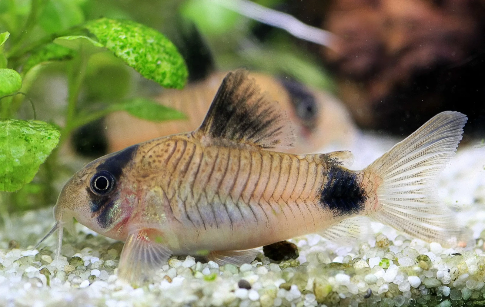 Corydoras-Panda 03