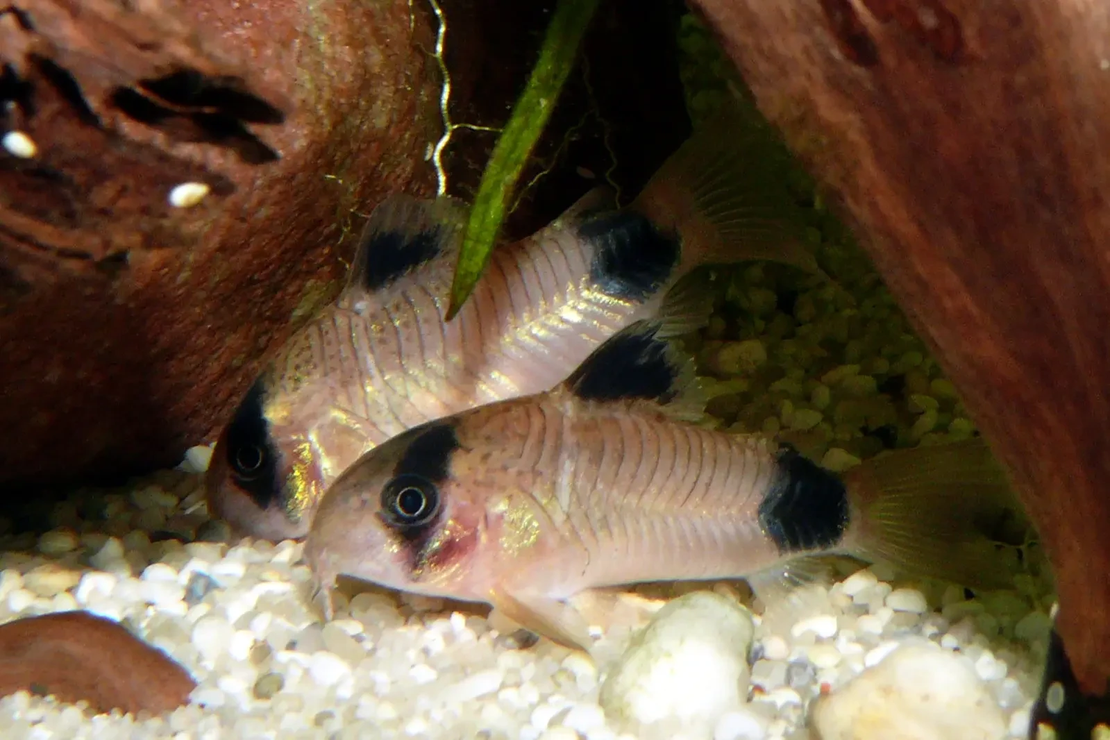 Corydoras-Panda 04