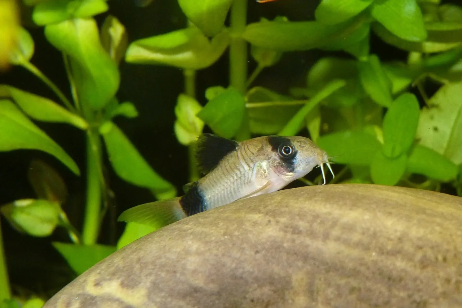 Corydoras-Panda 05